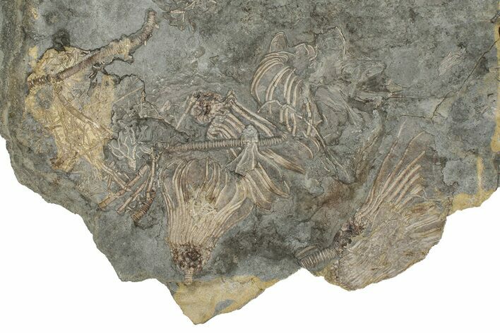 Slab Of Limestone With Crinoids (Cactocrinus) - Iowa #242506